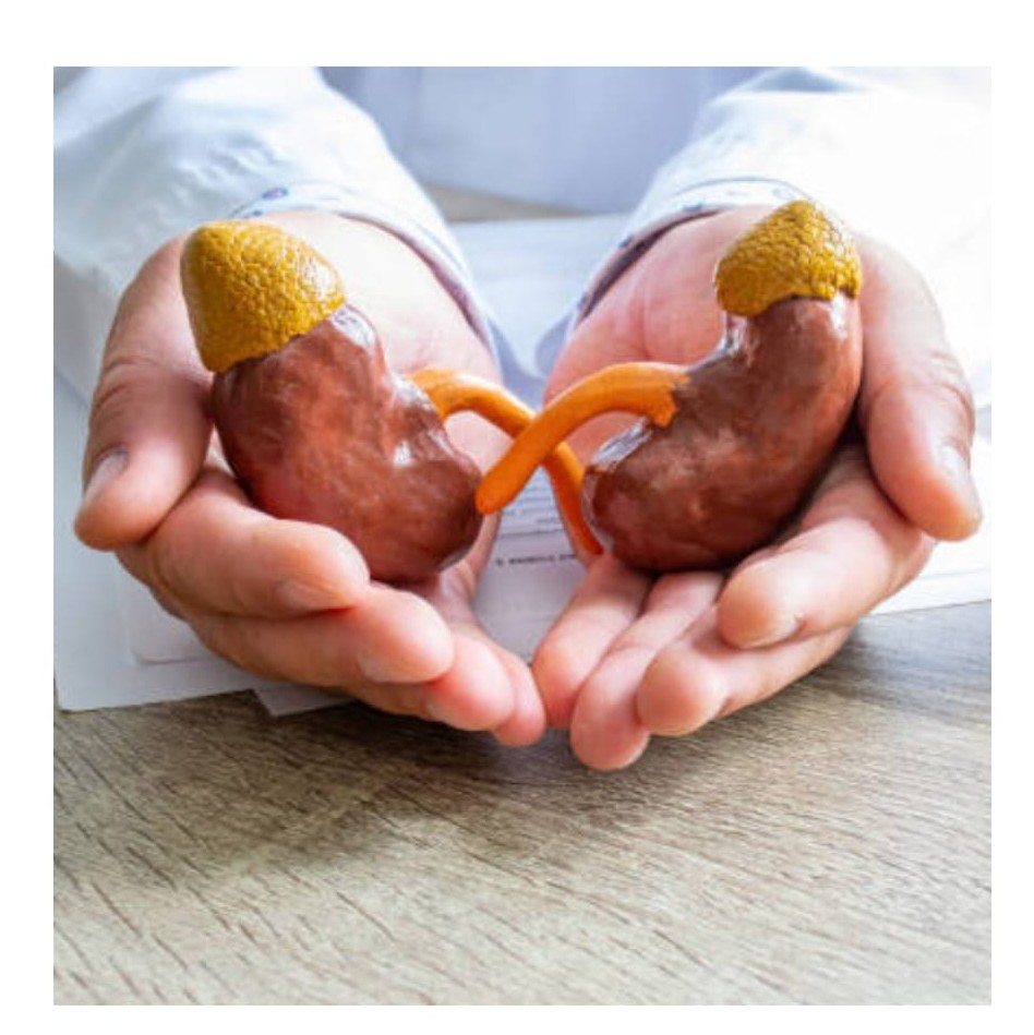 Nephrology 